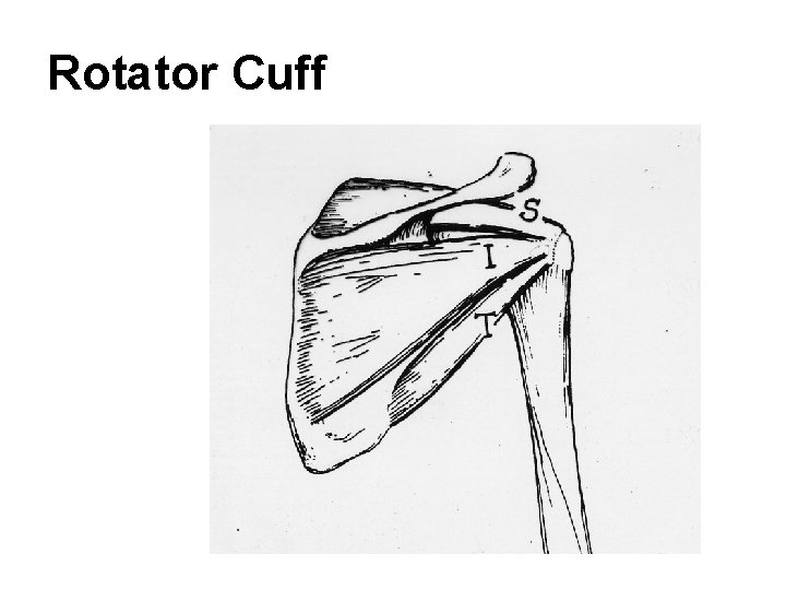 Rotator Cuff 