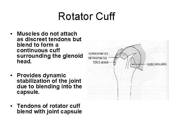 Rotator Cuff • Muscles do not attach as discreet tendons but blend to form