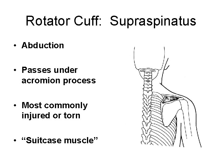 Rotator Cuff: Supraspinatus • Abduction • Passes under acromion process • Most commonly injured