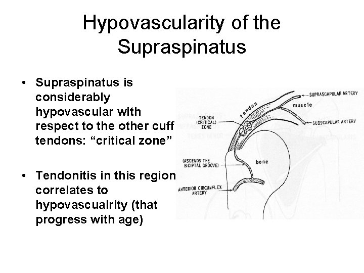 Hypovascularity of the Supraspinatus • Supraspinatus is considerably hypovascular with respect to the other