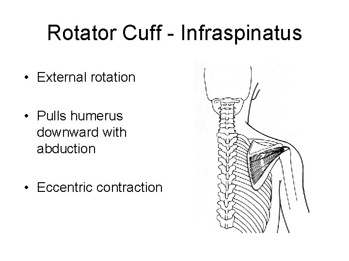 Rotator Cuff - Infraspinatus • External rotation • Pulls humerus downward with abduction •