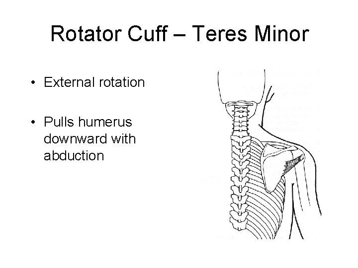 Rotator Cuff – Teres Minor • External rotation • Pulls humerus downward with abduction