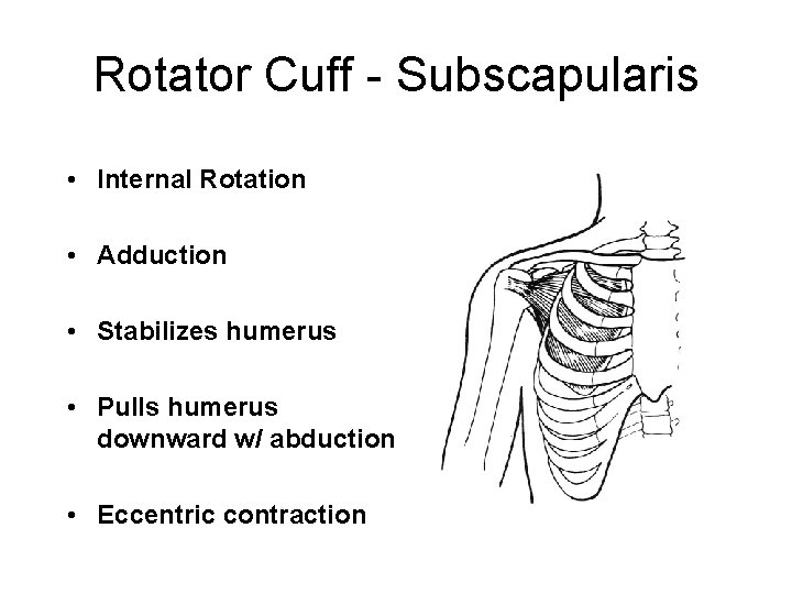 Rotator Cuff - Subscapularis • Internal Rotation • Adduction • Stabilizes humerus • Pulls