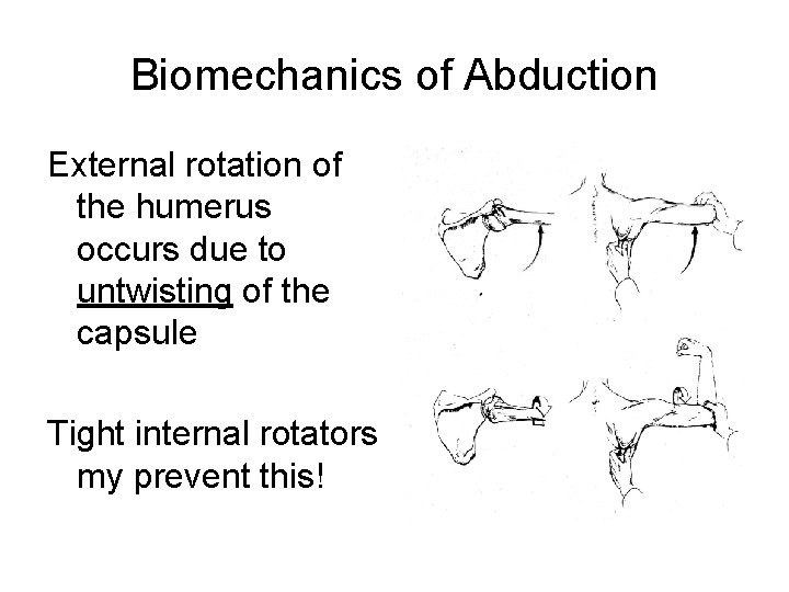 Biomechanics of Abduction External rotation of the humerus occurs due to untwisting of the