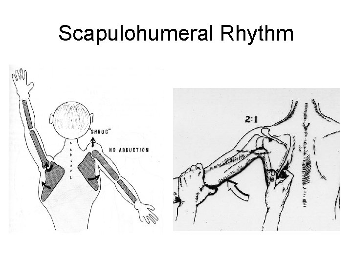 Scapulohumeral Rhythm 