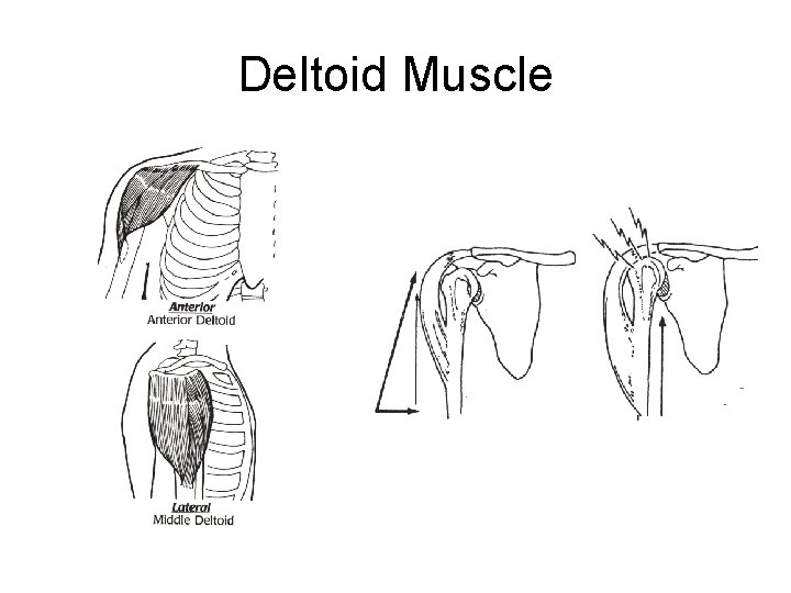 Deltoid Muscle 