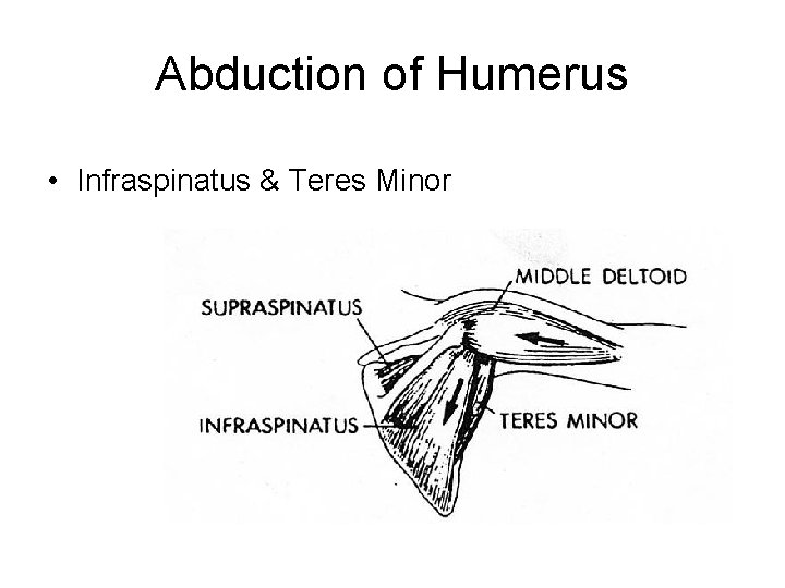 Abduction of Humerus • Infraspinatus & Teres Minor 