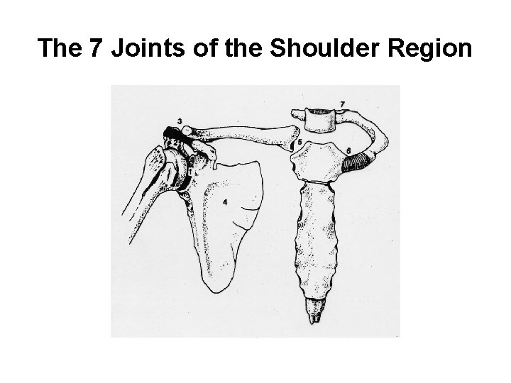 The 7 Joints of the Shoulder Region 