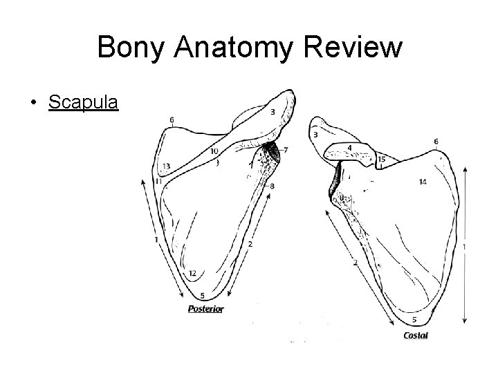 Bony Anatomy Review • Scapula 