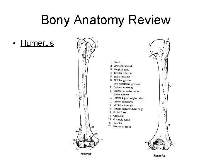 Bony Anatomy Review • Humerus 