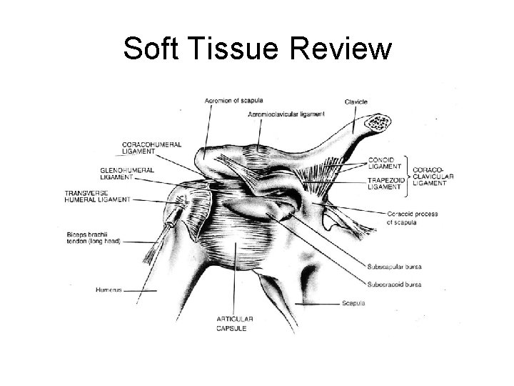 Soft Tissue Review 