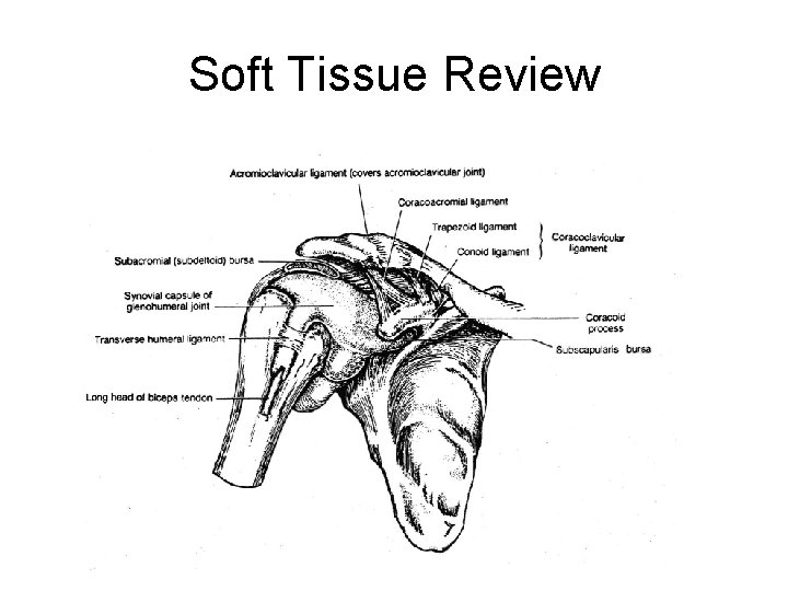 Soft Tissue Review 