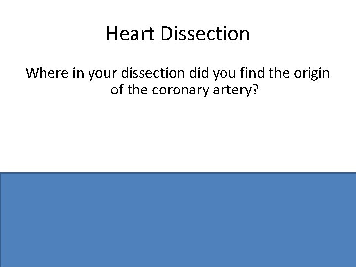 Heart Dissection Where in your dissection did you find the origin of the coronary