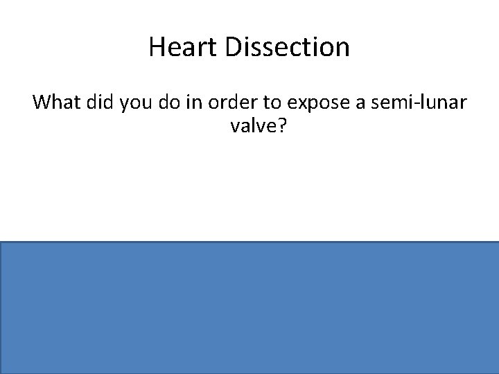 Heart Dissection What did you do in order to expose a semi-lunar valve? Cut