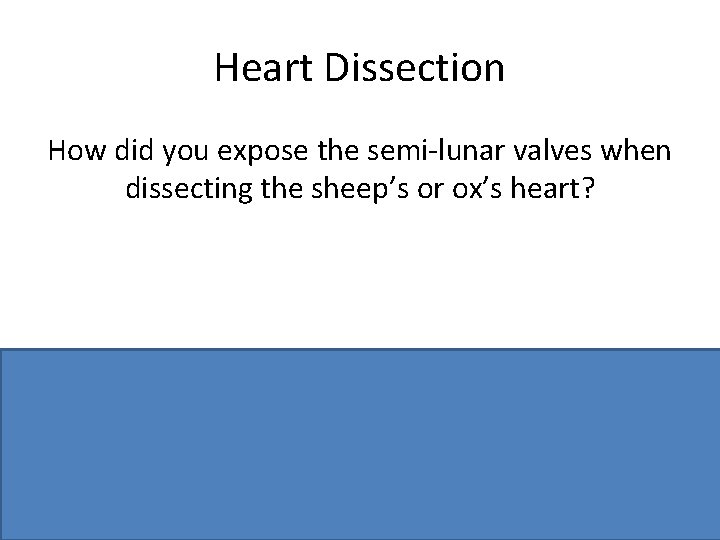 Heart Dissection How did you expose the semi-lunar valves when dissecting the sheep’s or