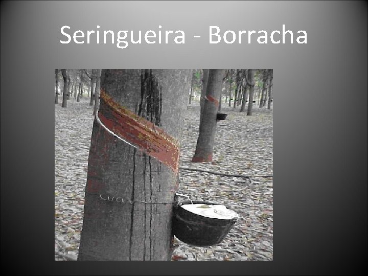 Seringueira - Borracha 