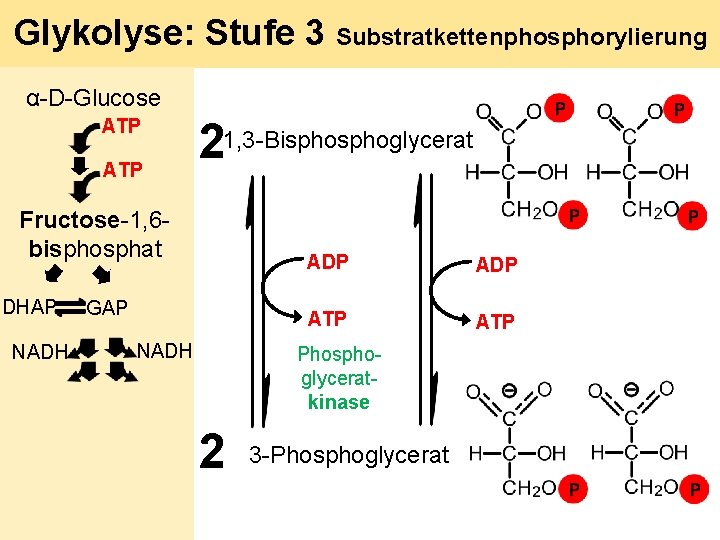 Glykolyse: Stufe 3 Substratkettenphosphorylierung α-D-Glucose ATP 21, 3 -Bisphoglycerat Fructose-1, 6 bisphosphat DHAP NADH