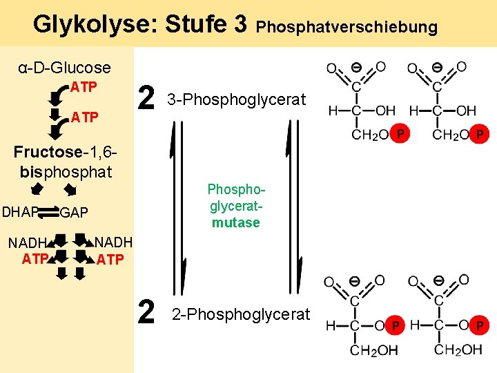 Glykolyse: Stufe 3 Phosphatverschiebung α-D-Glucose ATP 2 3 -Phosphoglycerat Fructose-1, 6 bisphosphat DHAP NADH