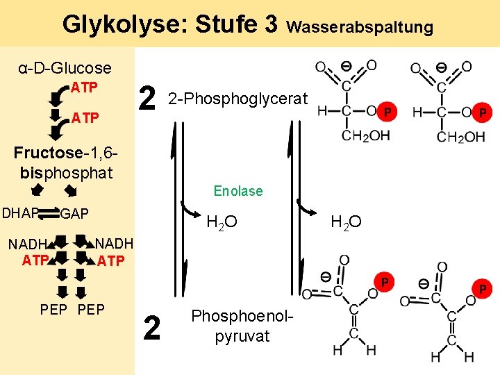 Glykolyse: Stufe 3 Wasserabspaltung α-D-Glucose ATP 2 2 -Phosphoglycerat Fructose-1, 6 bisphosphat Enolase DHAP