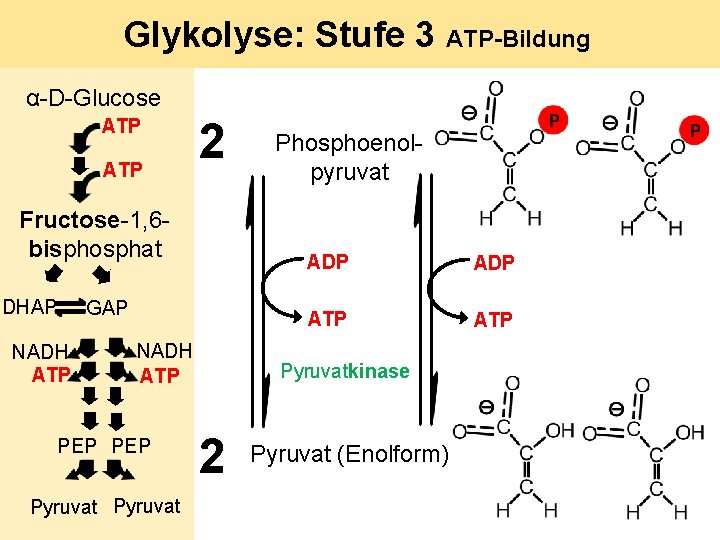 Glykolyse: Stufe 3 ATP-Bildung α-D-Glucose ATP 2 Fructose-1, 6 bisphosphat DHAP GAP NADH ATP