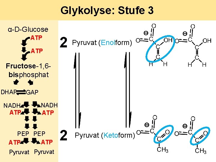 Glykolyse: Stufe 3 α-D-Glucose ATP 2 Pyruvat (Enolform) Fructose-1, 6 bisphosphat DHAP NADH ATP