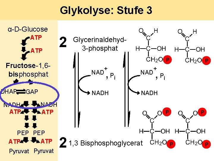 Glykolyse: Stufe 3 α-D-Glucose ATP Fructose-1, 6 bisphosphat DHAP NADH ATP GAP 2 Glycerinaldehyd