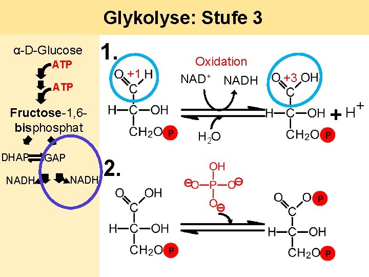 Glykolyse: Stufe 3 α-D-Glucose ATP 1. ATP Fructose-1, 6 bisphosphat DHAP NADH GAP 2.