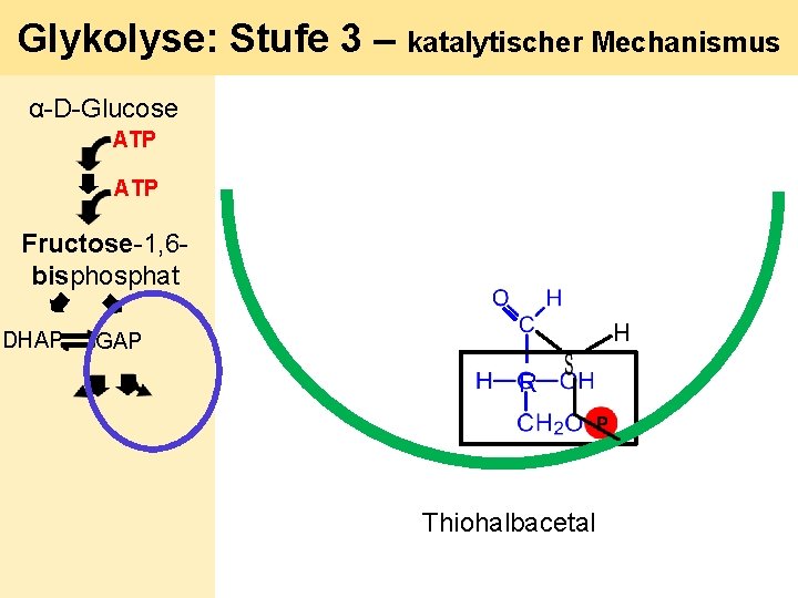 Glykolyse: Stufe 3 – katalytischer Mechanismus α-D-Glucose ATP Fructose-1, 6 bisphosphat DHAP H GAP