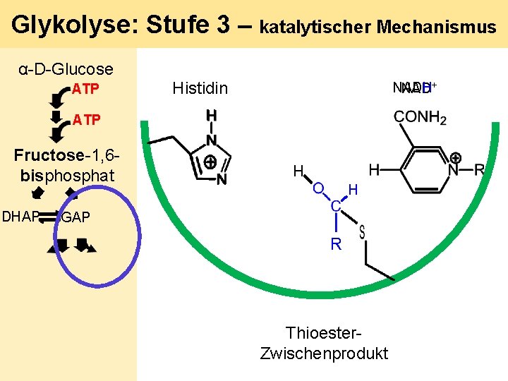 Glykolyse: Stufe 3 – katalytischer Mechanismus α-D-Glucose ATP Histidin NADH NAD+ ATP Fructose-1, 6
