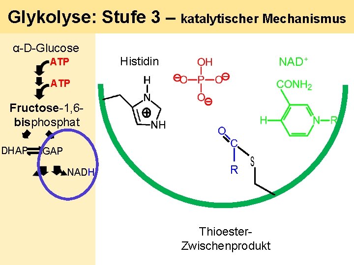 Glykolyse: Stufe 3 – katalytischer Mechanismus α-D-Glucose ATP Histidin NAD+ ATP Fructose-1, 6 bisphosphat