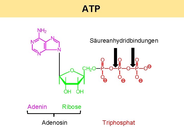 ATP Säureanhydridbindungen Adenin Ribose Adenosin Triphosphat 