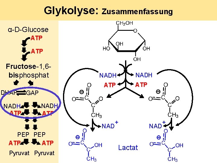 Glykolyse: Zusammenfassung α-D-Glucose ATP Fructose-1, 6 bisphosphat NADH ATP DHAP NADH ATP GAP NADH