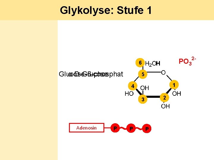 Glykolyse: Stufe 1 6 Glucose-6 -phosphat α-D-Glucose PO 3 H 5 1 4 2