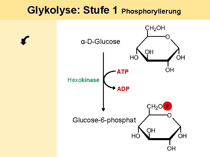 Glykolyse: Stufe 1 Phosphorylierung α-D-Glucose ATP Hexokinase ADP P Glucose-6 -phosphat 