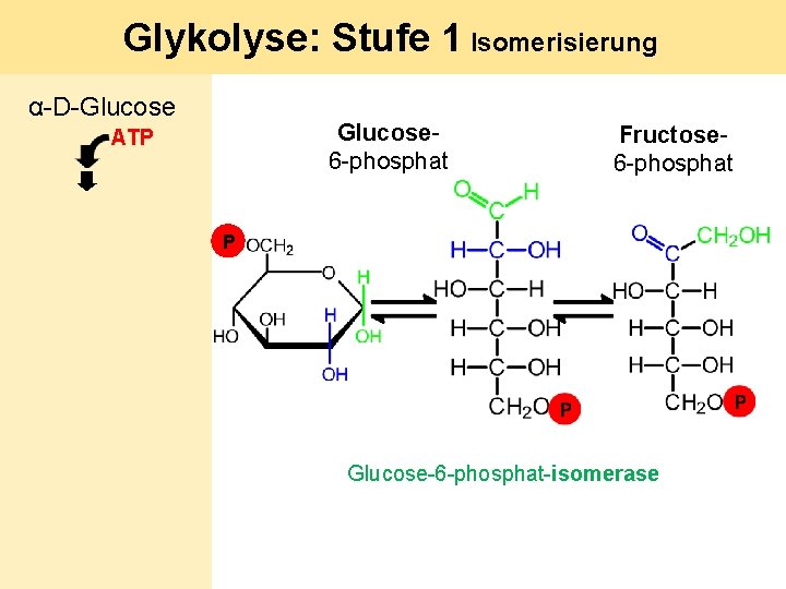 Glykolyse: Stufe 1 Isomerisierung α-D-Glucose 6 -phosphat ATP Fructose 6 -phosphat P Glucose-6 -phosphat-isomerase
