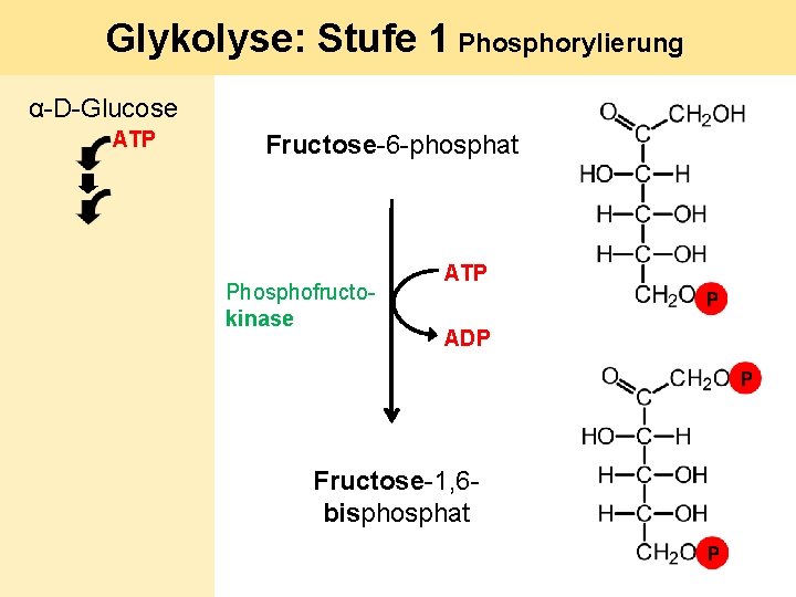 Glykolyse: Stufe 1 Phosphorylierung α-D-Glucose ATP Fructose-6 -phosphat Phosphofructokinase ATP ADP Fructose-1, 6 bisphosphat
