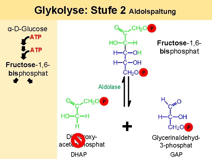 Glykolyse: Stufe 2 Aldolspaltung α-D-Glucose ATP Fructose-1, 6 bisphosphat Aldolase Dihydroxyacetonphosphat DHAP + Glycerinaldehyd