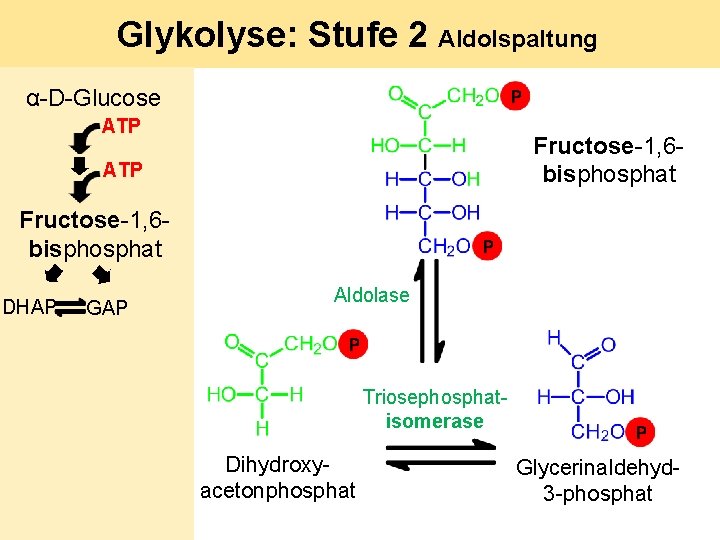 Glykolyse: Stufe 2 Aldolspaltung α-D-Glucose ATP Fructose-1, 6 bisphosphat DHAP GAP Aldolase Triosephosphatisomerase Dihydroxyacetonphosphat