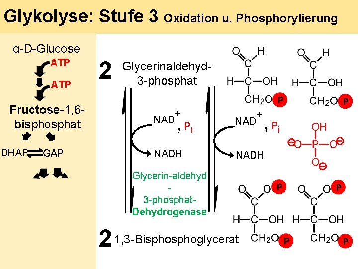 Glykolyse: Stufe 3 Oxidation u. Phosphorylierung α-D-Glucose ATP Fructose-1, 6 bisphosphat DHAP GAP 2