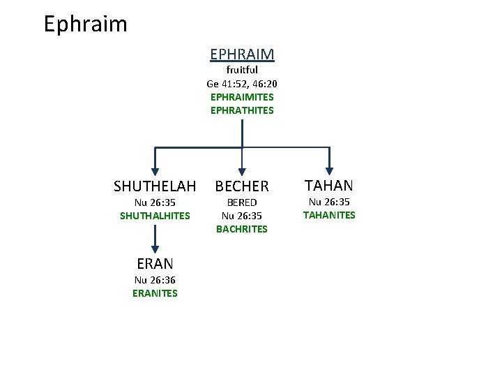 Ephraim EPHRAIM fruitful Ge 41: 52, 46: 20 EPHRAIMITES EPHRATHITES SHUTHELAH Nu 26: 35