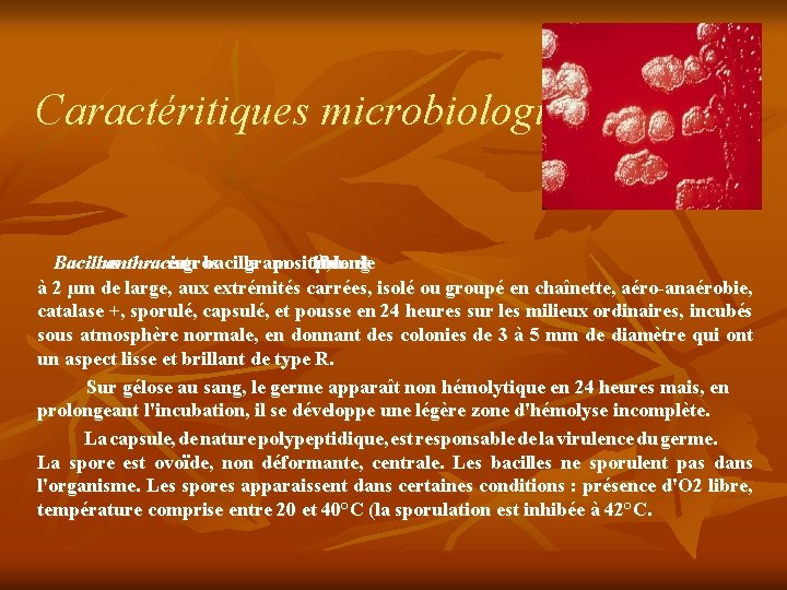 Caractéritiques microbiologiques Bacillus anthracis est un gros bacille gram positif, 10 µm àde 3