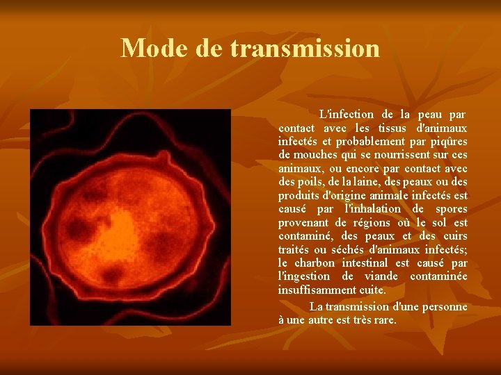 Mode de transmission L'infection de la peau par contact avec les tissus d'animaux infectés