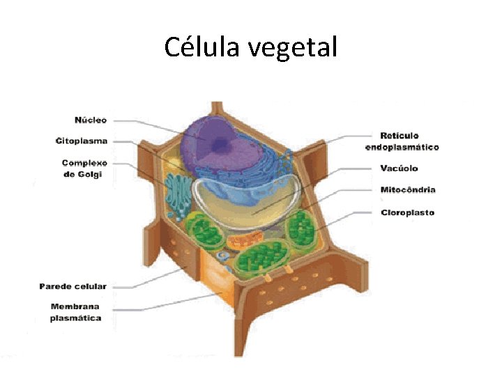 Célula vegetal 