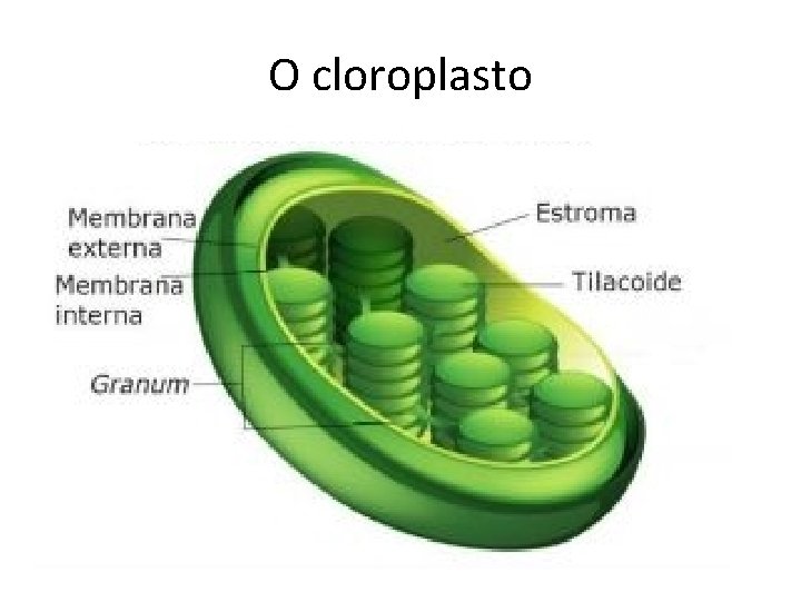 O cloroplasto 