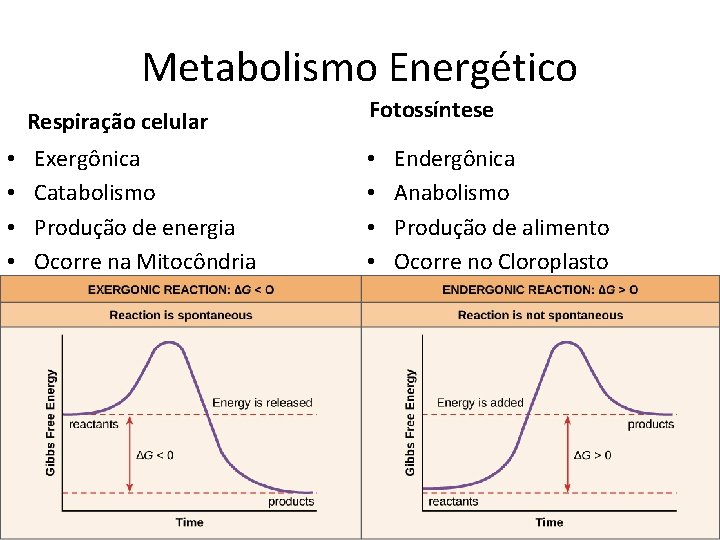 Metabolismo Energético Respiração celular • • Exergônica Catabolismo Produção de energia Ocorre na Mitocôndria
