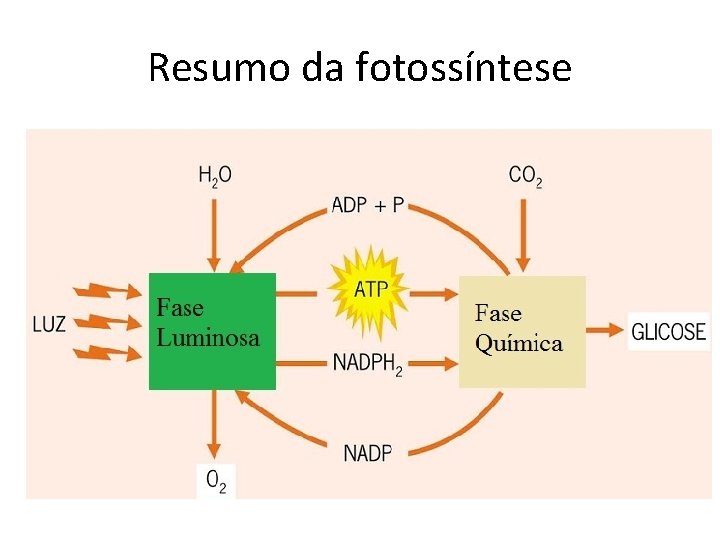 Resumo da fotossíntese 
