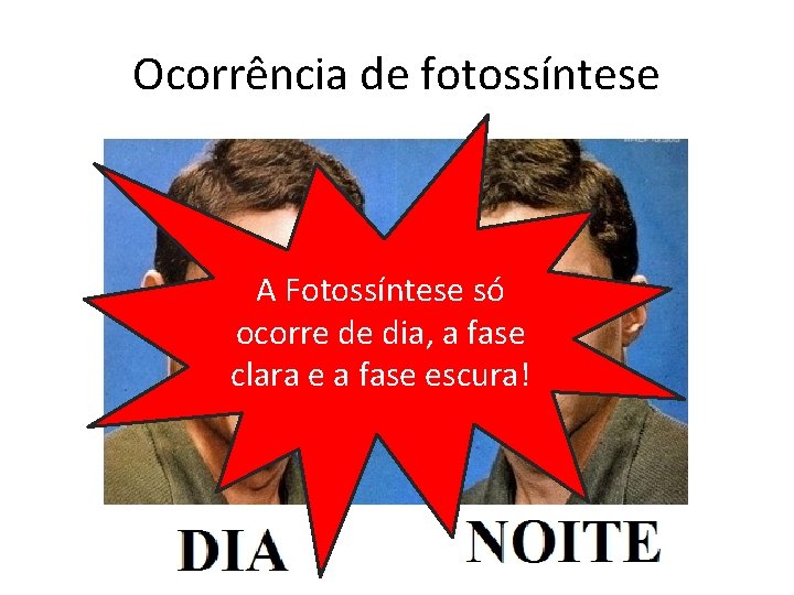 Ocorrência de fotossíntese A Fotossíntese só ocorre de dia, a fase clara e a