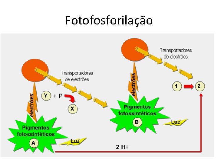 Fotofosforilação 