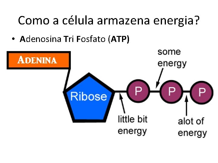 Como a célula armazena energia? • Adenosina Tri Fosfato (ATP) 