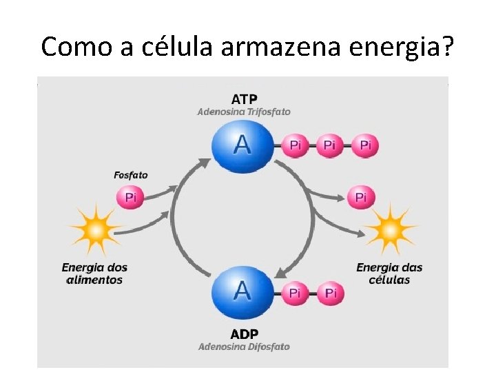 Como a célula armazena energia? 